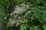Aruncus sylvestris