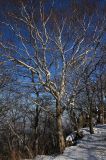 Betula lanata. Дерево зимой. Южное Приморье, Чёрные горы, заповедник \"Кедровая падь\", гора Угловая. 02.02.2011.