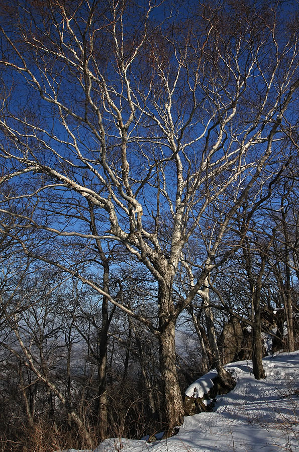 Изображение особи Betula lanata.