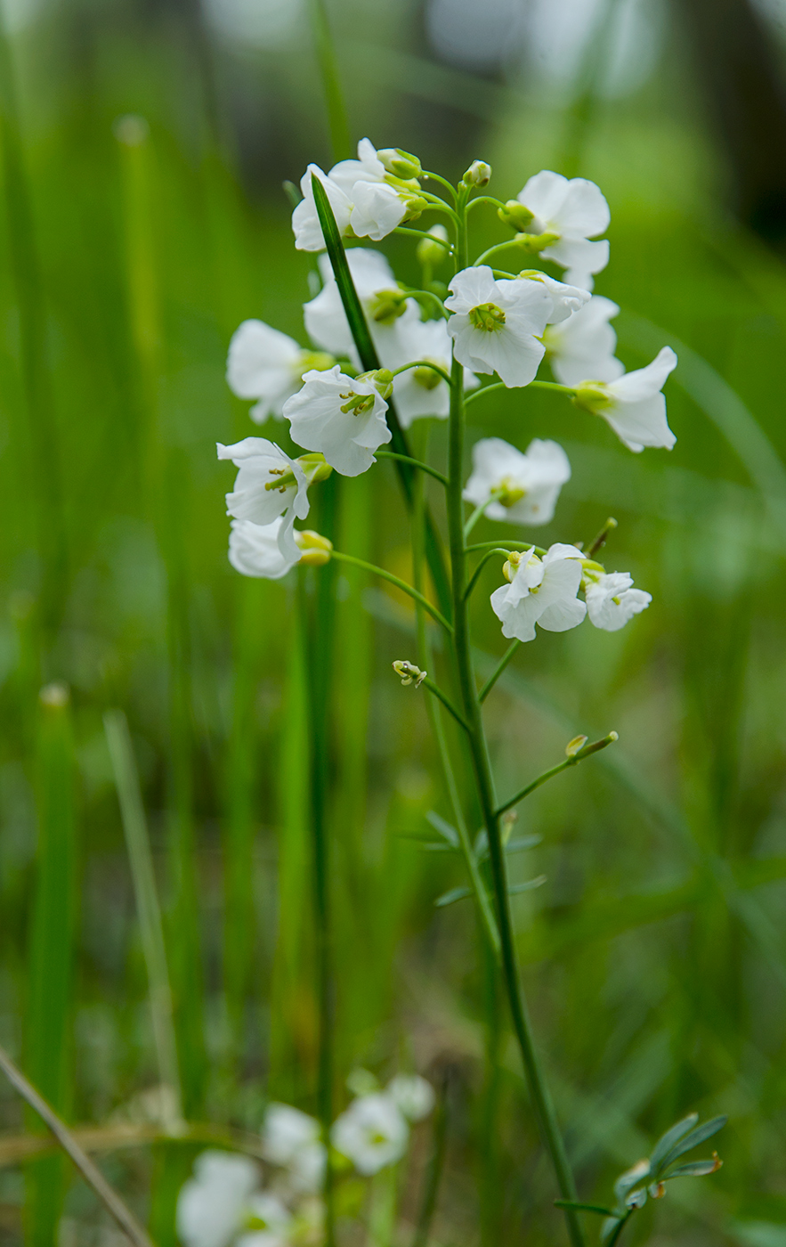 Изображение особи Cardamine pratensis.