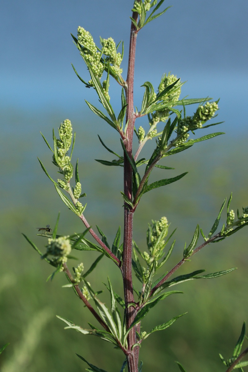 Изображение особи Artemisia vulgaris.