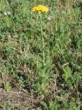 Achillea arabica