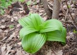 Veratrum nigrum