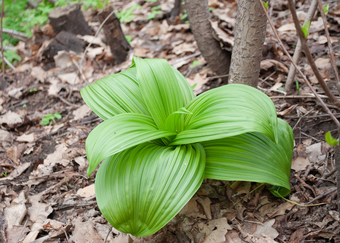 Image of Veratrum nigrum specimen.