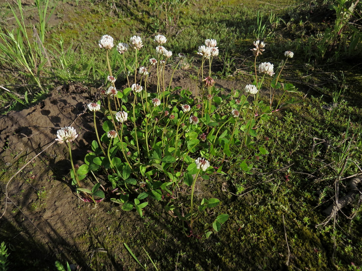 Image of Trifolium repens specimen.