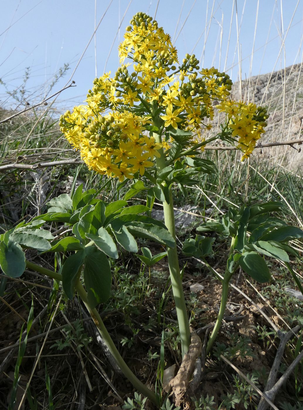 Image of Leontice ewersmanni specimen.