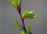 Populus &times; sibirica