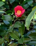 Camellia japonica. Верхушка ветви с цветком. Краснодарский край, Сочи, Хостинский р-н, парк \"Дендрарий\", в культуре. 13.03.2025.