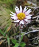 Erigeron borealis. Соцветие. Коми, Интинский р-н, Приполярный Урал, Нац. парк \"Югыд Ва\", бассейн р. Пелингичей, долина руч. Южный, каменистый склон. 17.07.2010.