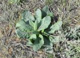Verbascum phoeniceum