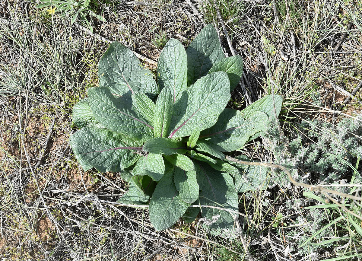 Image of Verbascum phoeniceum specimen.