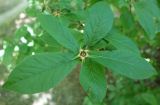 Mespilus germanica. Верхушка побега с завязью. Краснодарский край, м/о г. Новороссийск, дендропарк. 24.05.2025.