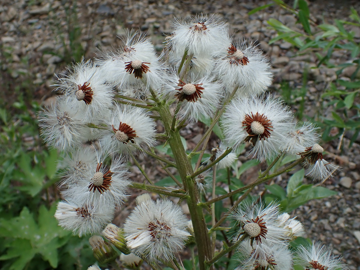 Image of Petasites tatewakianus specimen.