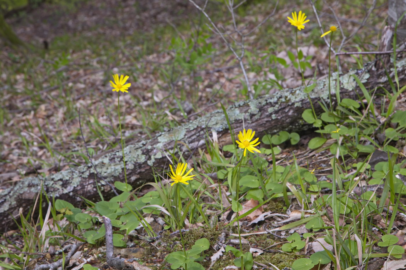 Image of Doronicum orientale specimen.
