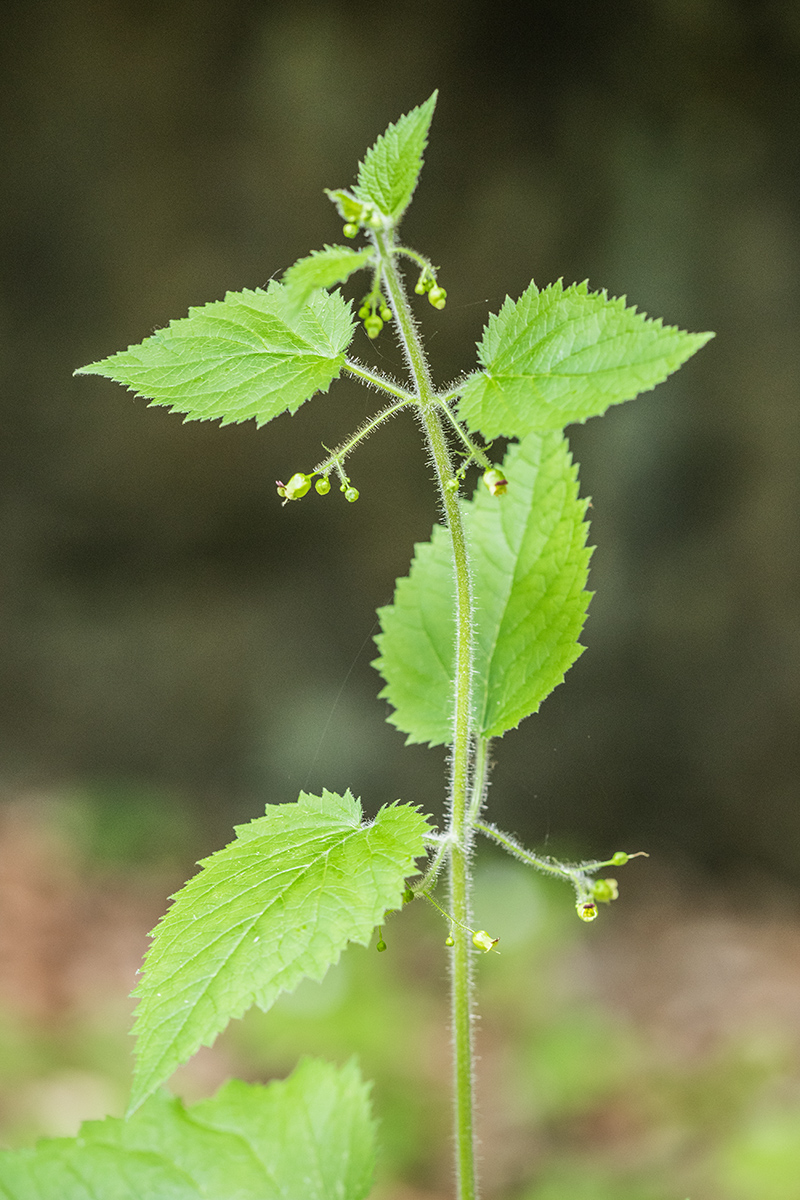 Image of Scrophularia scopolii specimen.