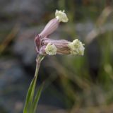 Silene amoena