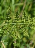 View full-size image Cystopteris fragilis