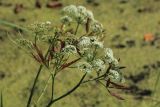 Cicuta virosa. Верхушка растения с цветущим и развивающимся соцветиями и покрасневшими листьями. Санкт-Петербург, Старый Петергоф, парк \"Сергиевка\", пруд у Английского домика, у уреза воды. 27.07.2025.