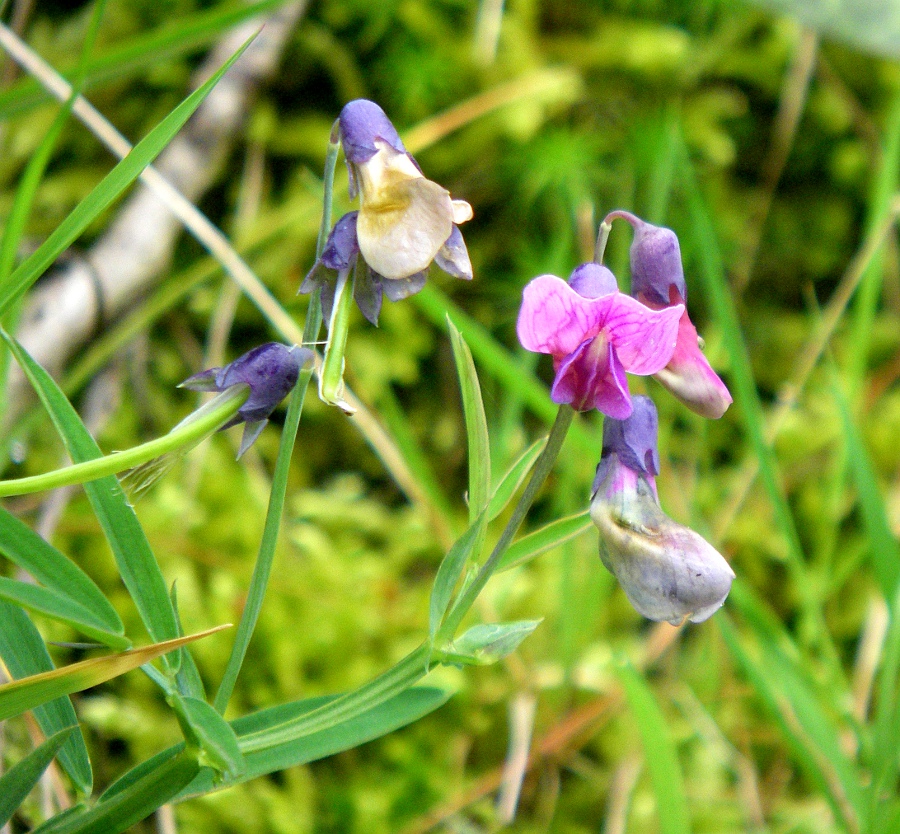 Image of Lathyrus linifolius specimen.