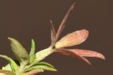 Abelia × grandiflora. Чашечка (вид сбоку). Узбекистан, г. Ташкент, Мирзо-Улугбекский р-н, в городском озеленении, в культуре. 20.01.2022.
