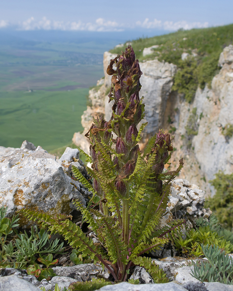 Image of genus Pedicularis specimen.