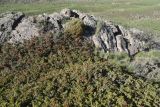 genus Juniperus. Вегетирующее растение. Турция, ил Ван, р-н Битлис, СВ участок борта кальдеры Немрут. 21 мая 2025 г.