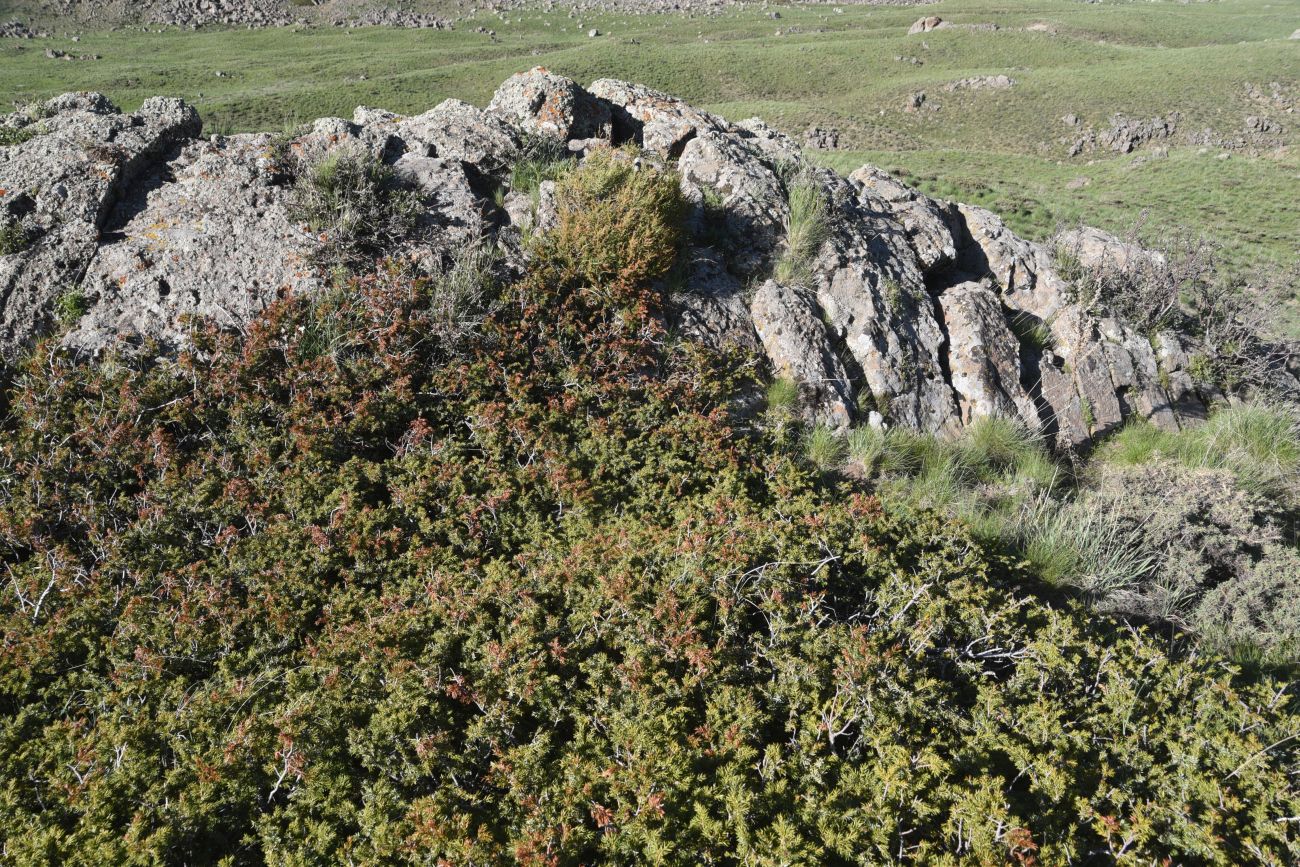 Image of genus Juniperus specimen.