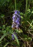 Ajuga reptans. Соцветие. Республика Адыгея, окраина пос. Каменномостский, ур. Бокши, луг. 2 мая 2025 г.