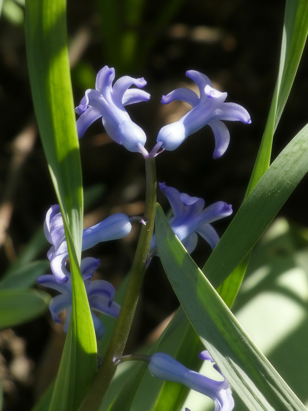 Image of Hyacinthus orientalis specimen.