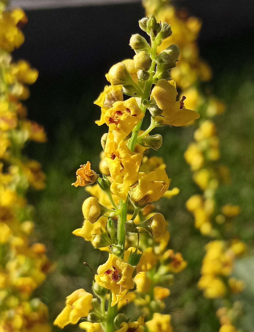 Изображение особи род Verbascum.