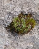 Alchemilla sericea. Побеги. Адыгея, Кавказский биосферный запов., хр. Каменное Море, ≈ 2050 м н.у.м., в расщелине скалы. 13.06.2016.