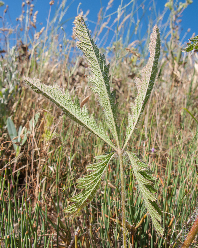 Image of Potentilla recta specimen.