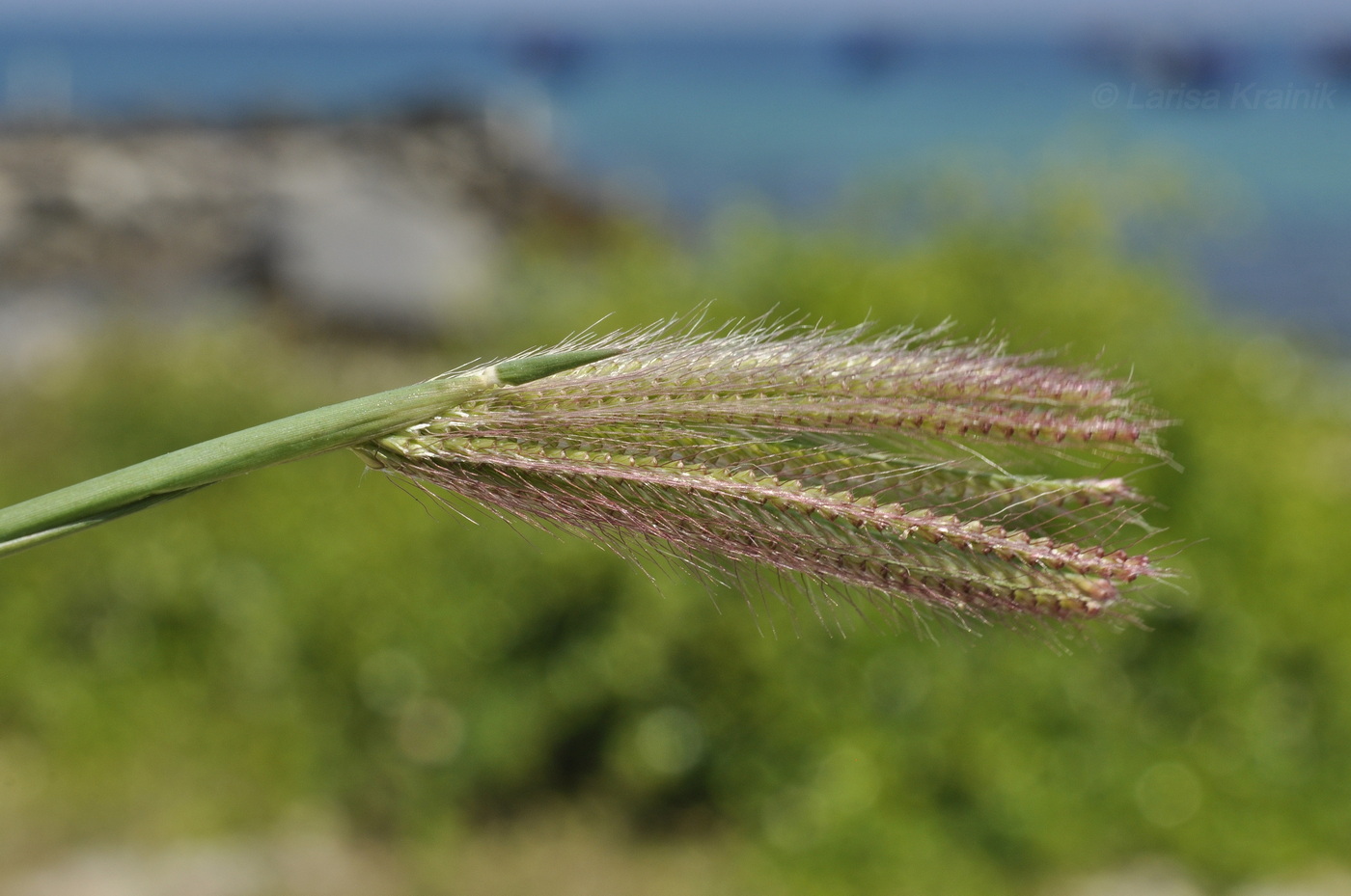 Изображение особи род Chloris.