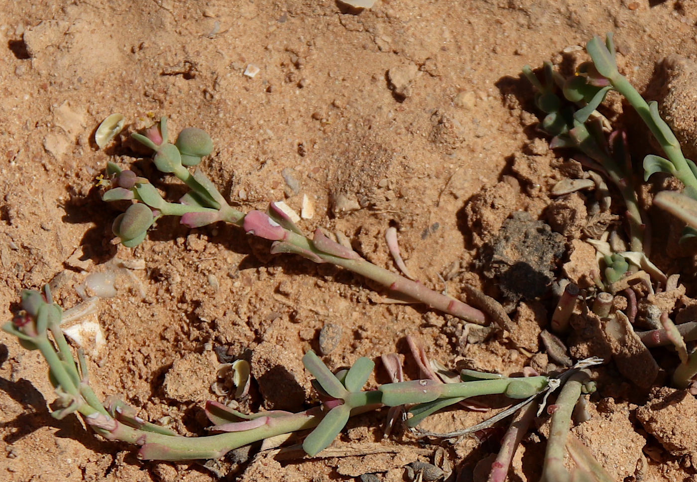 Изображение особи Euphorbia dracunculoides.