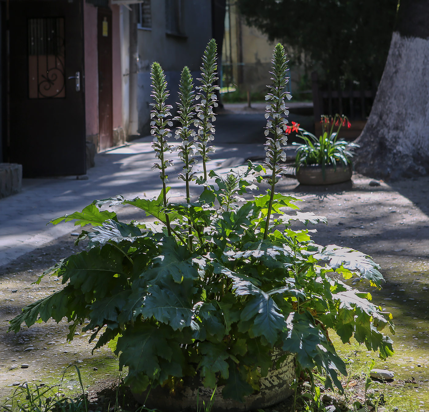 Изображение особи Acanthus mollis.