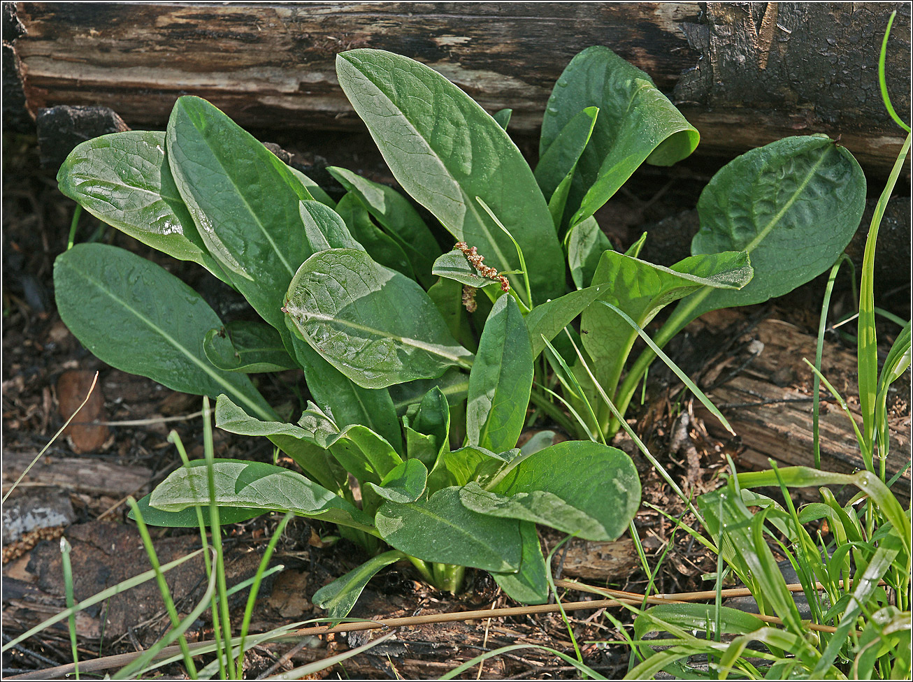 Изображение особи Succisa pratensis.