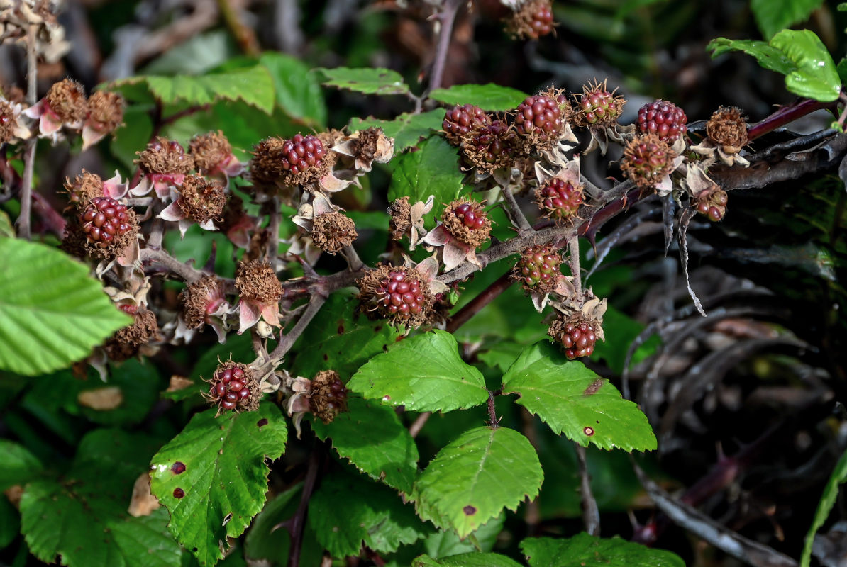 Image of Rubus ulmifolius specimen.