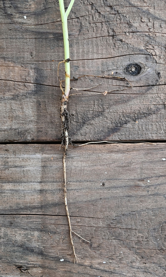 Image of genus Atriplex specimen.
