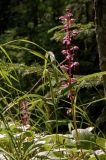 Pyrola incarnata. Соцветие. Буреинское нагорье, Баджальский хр., р. Герби, елово-лиственничная тайга. 03.07.2007.