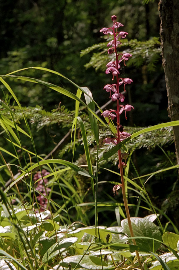 Image of Pyrola incarnata specimen.