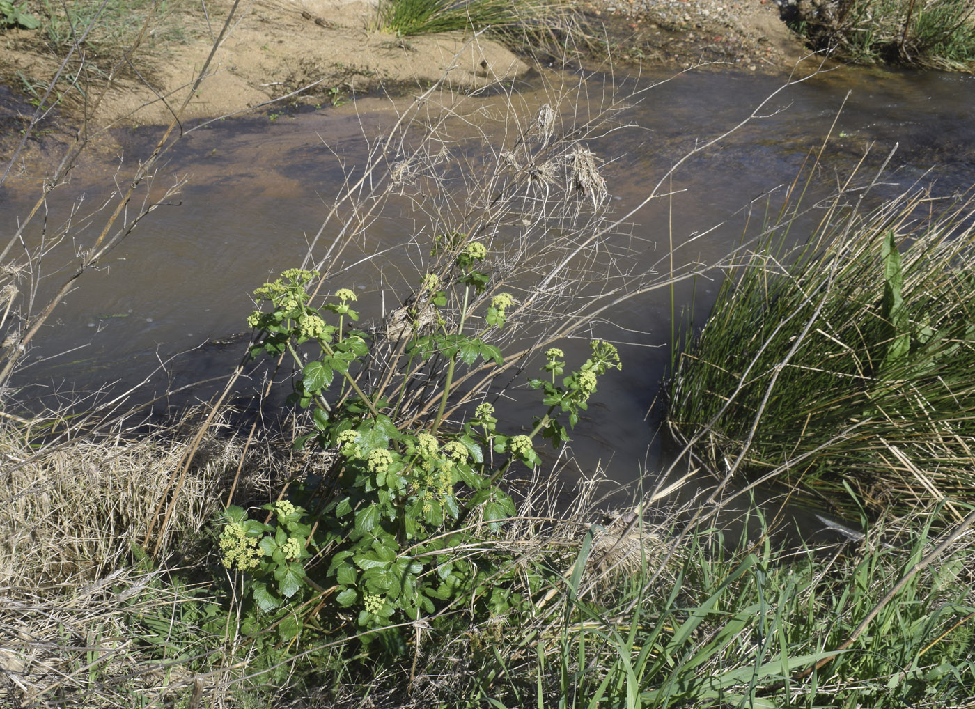 Изображение особи Smyrnium olusatrum.