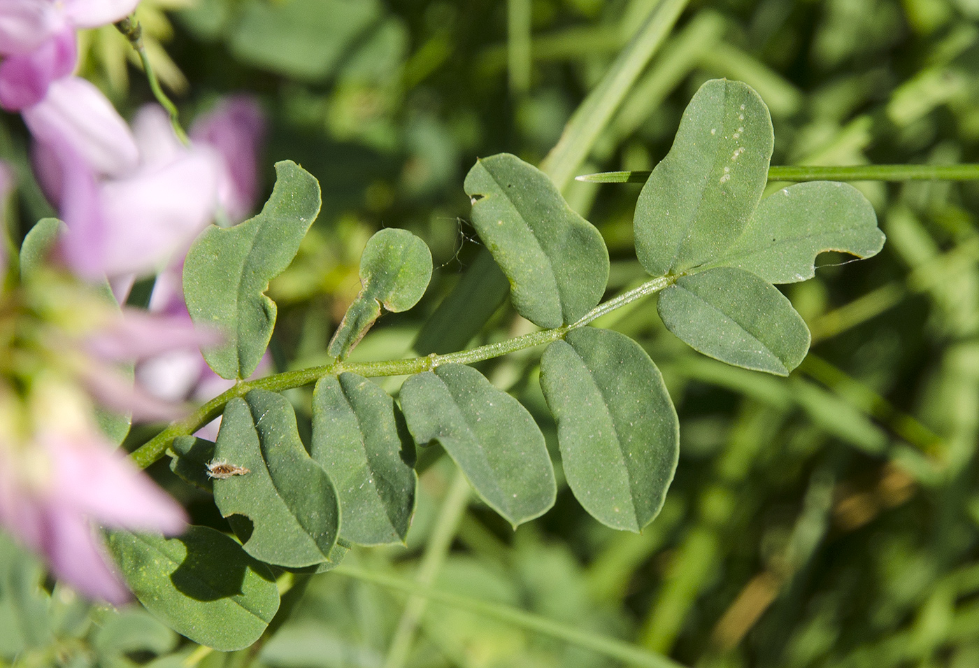 Изображение особи Securigera varia.