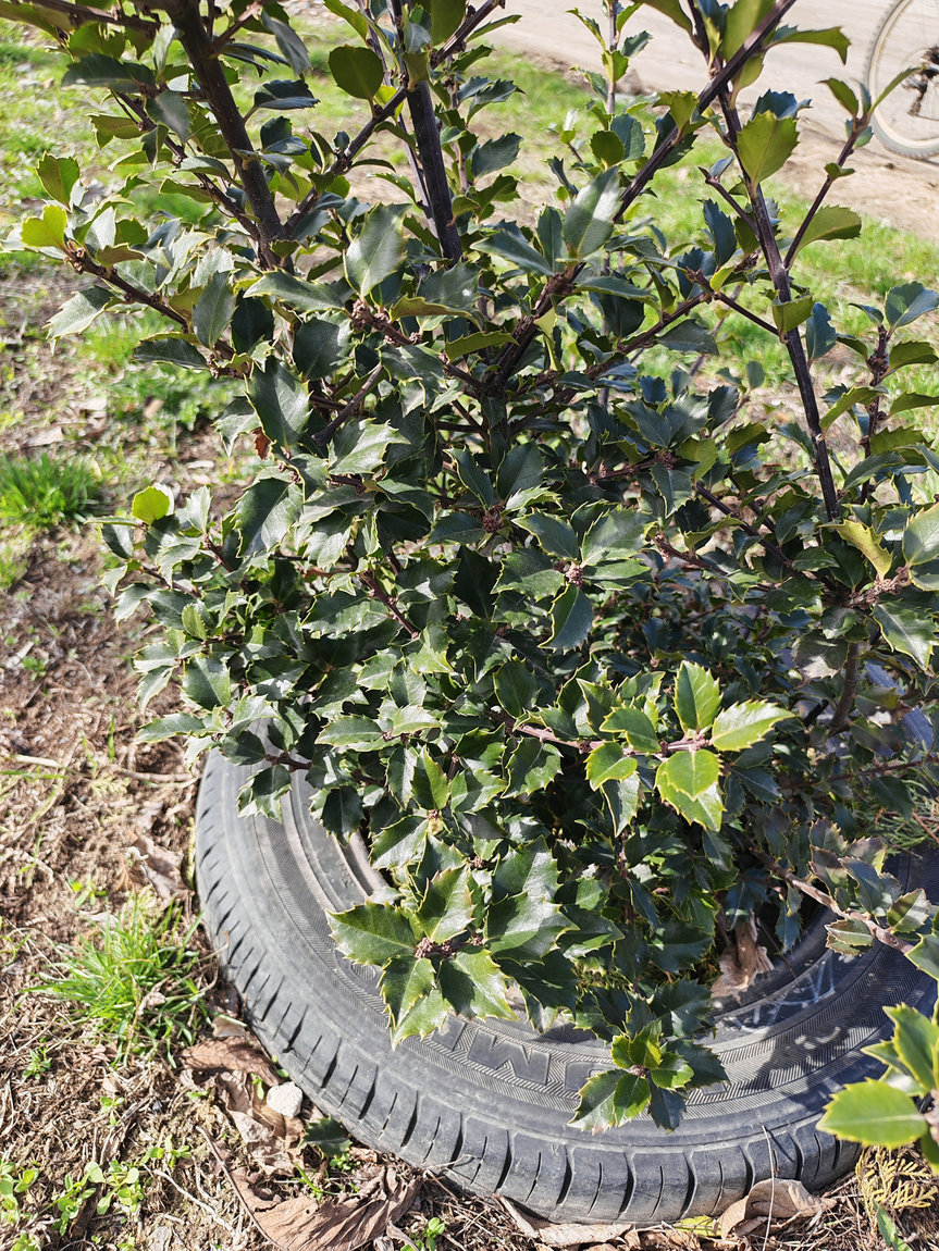 Изображение особи Ilex × meserveae.