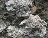 Glypholecia scabra. Талломы с апотециями, распухшими от влаги. Казахстан, Туркестанская обл., Толебийский р-н, Зап. Тянь-Шань, Сайрам-Угамский нац. парк; выс. ок. 1700 м н.у.м., дол. р. Кыржалсай, правый борт, каменистый склон выше поймы. 08.04.2026.