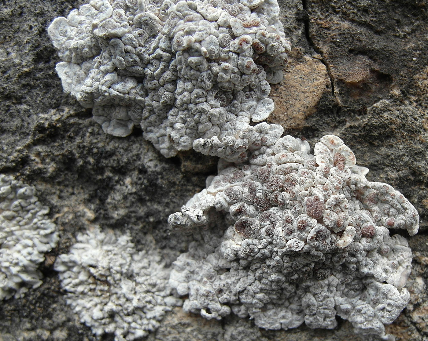 Изображение особи Glypholecia scabra.