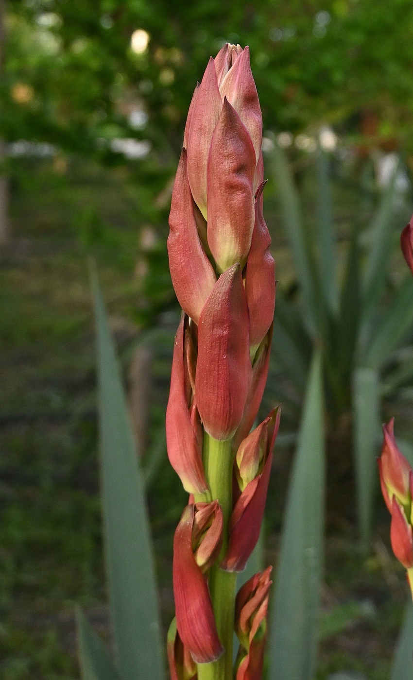 Изображение особи род Yucca.