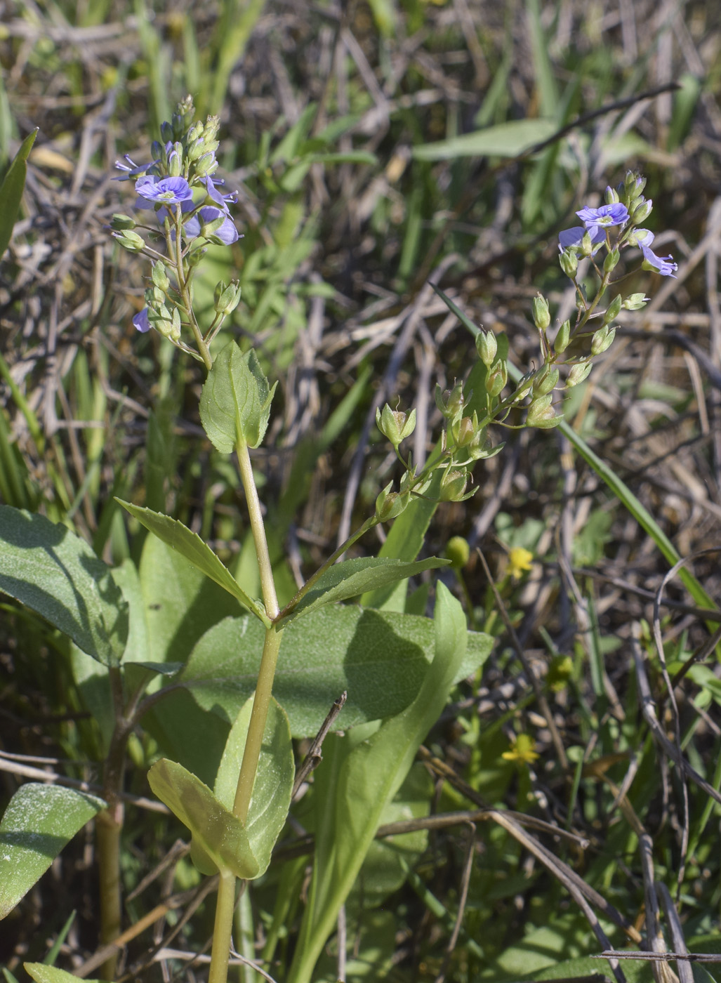 Изображение особи Veronica anagallis-aquatica.