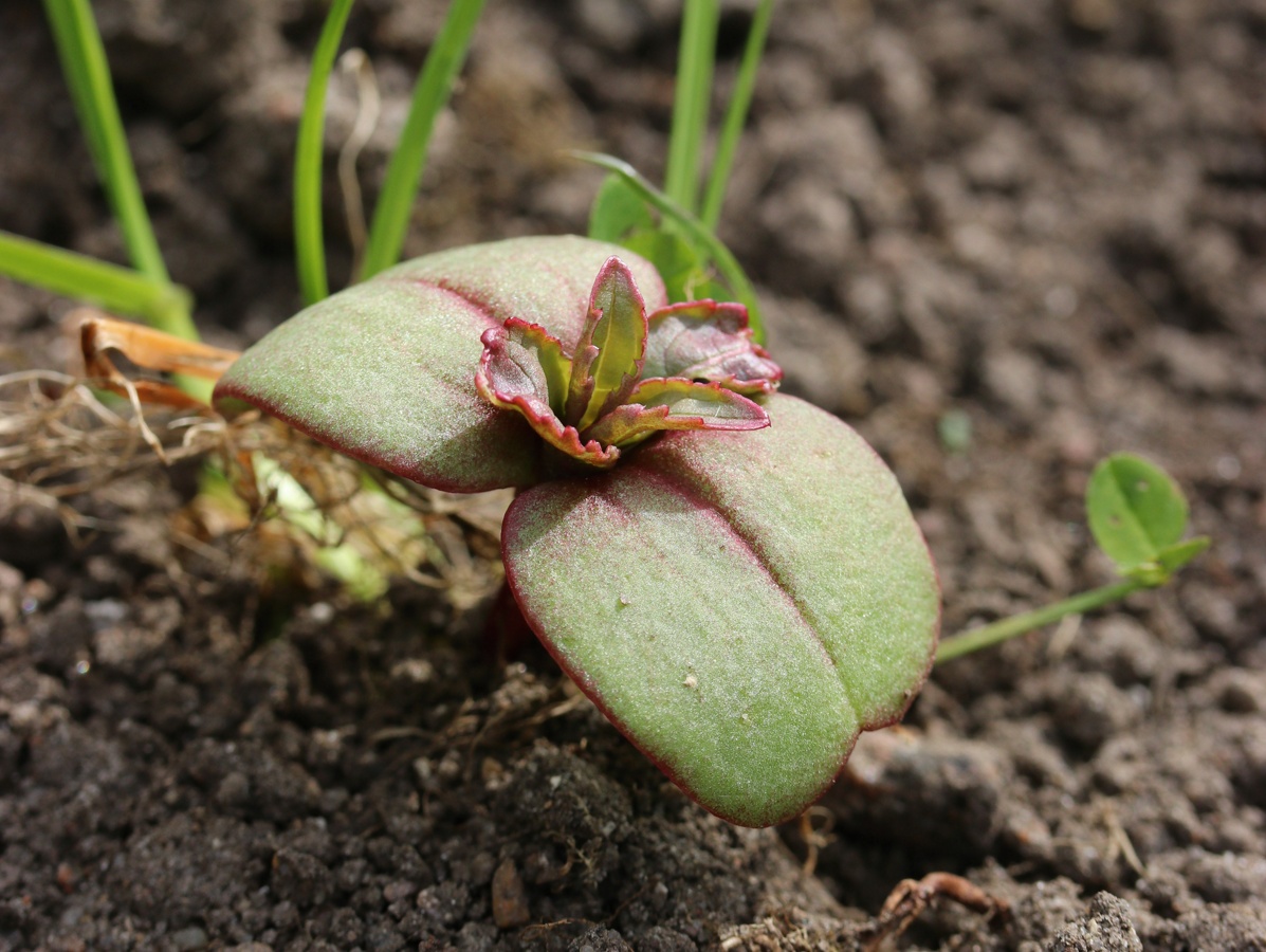 Image of Impatiens glandulifera specimen.