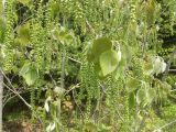 Populus grandidentata. Побеги с соплодиями. Канада, пров. Новая Шотландия, муниципалитет Галифакс. 01.06.2026.