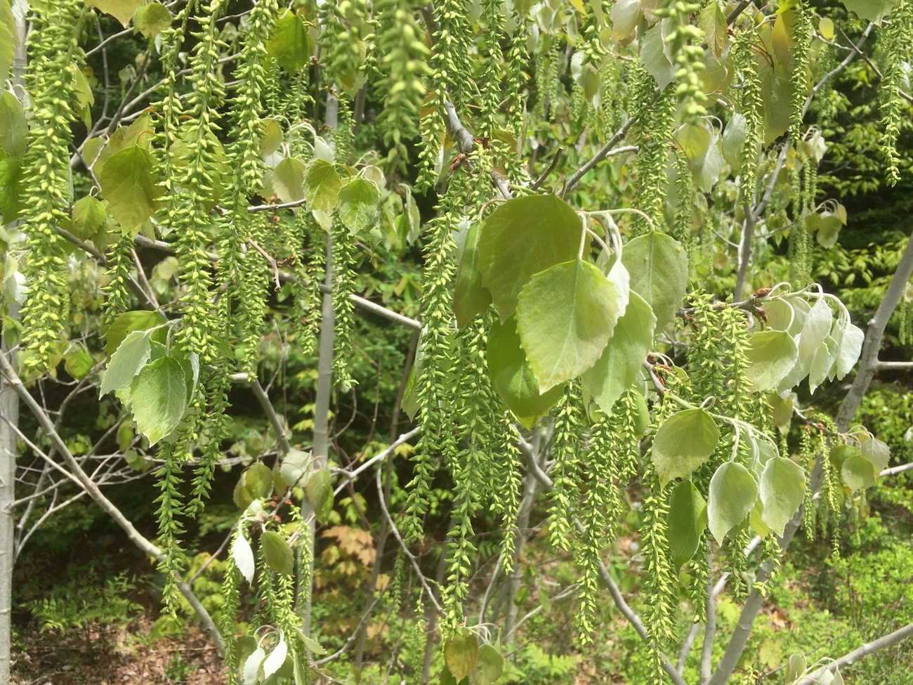 Image of Populus grandidentata specimen.